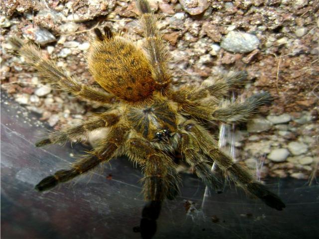 P. murinus
