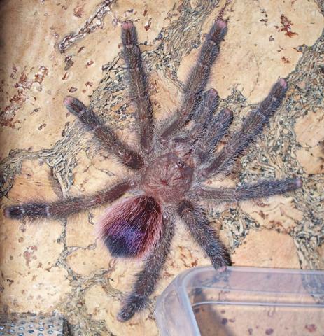 Avicularia sp. Peru Purple L8
