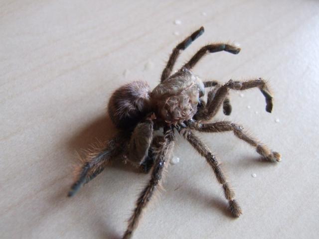 Avicularia laeta R.I.P