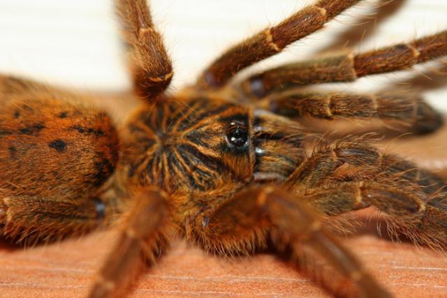 Pterinochilus sp. usambara