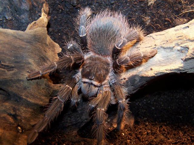 L. parahybana