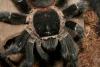 lasiodora_t1.jpg