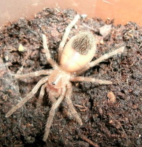 Lasiodora parahybana