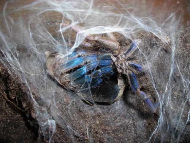 haplopelma lividum