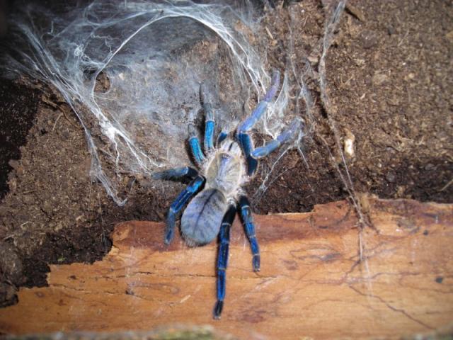 haplopelma lividum