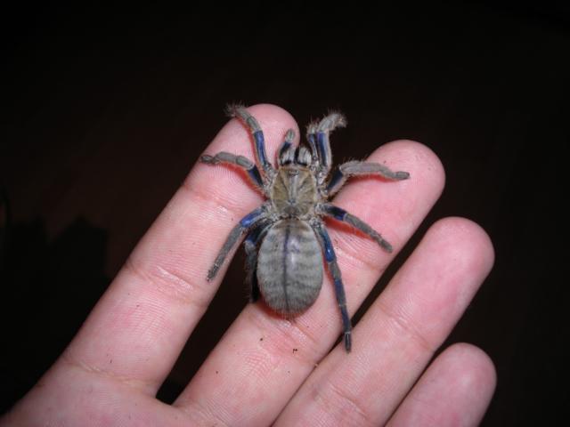 haplopelma lividum