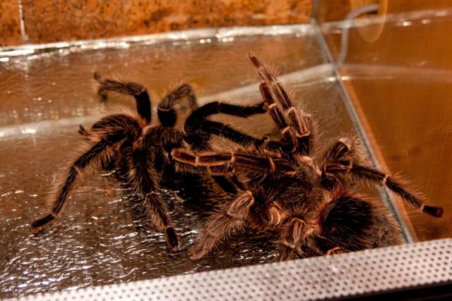 Lasiodora parahybana sex