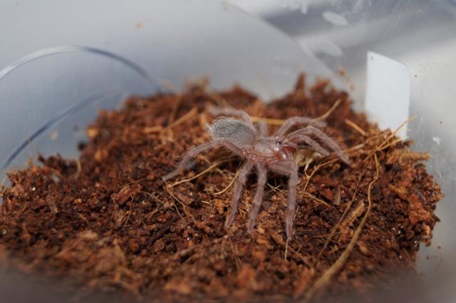 Lasiodora parahybana