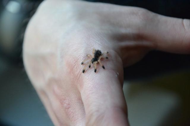 Avicularia avicularia