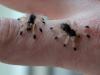 lunapic_133469870366137__t1.jpg