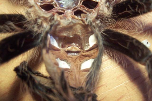 Brachypelma albopilosum lytis?