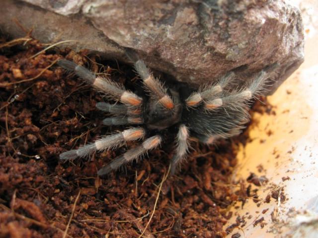 Brachypelma Auratum