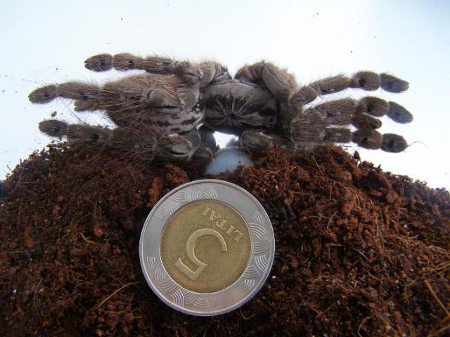 Heteroscodra Maculata