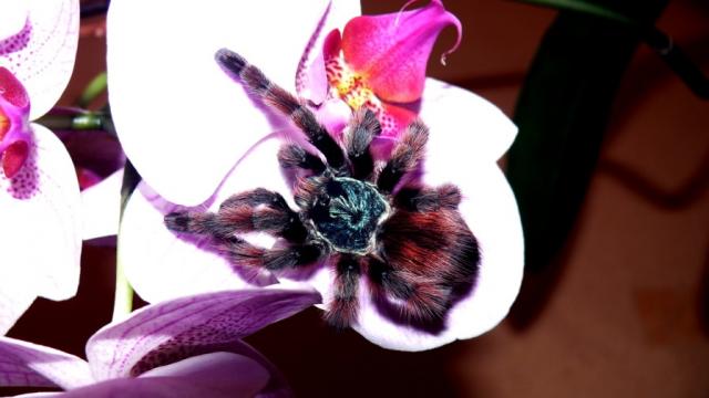Avicularia versicolor
