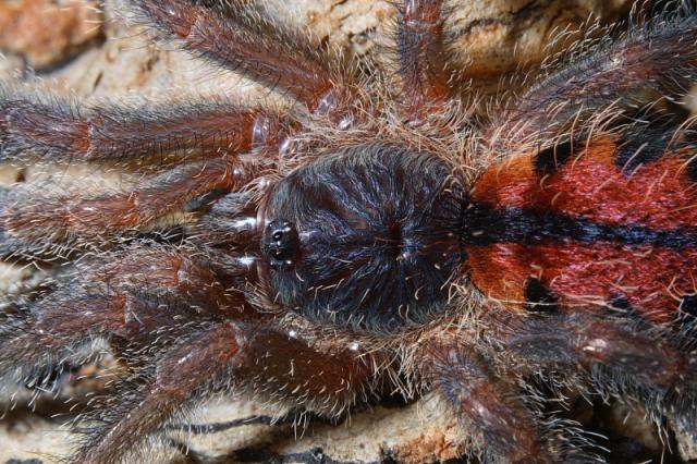 Avicularia metallica