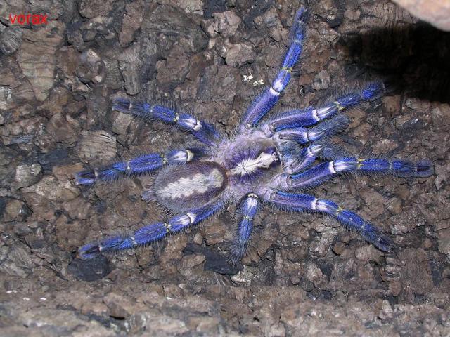Poecilotheria metallica