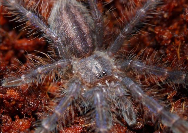 Poecilotheria metallica