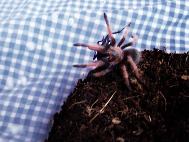 B.Emilia