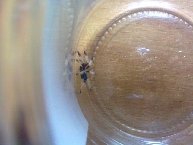 Psalmopoeus Pulcher