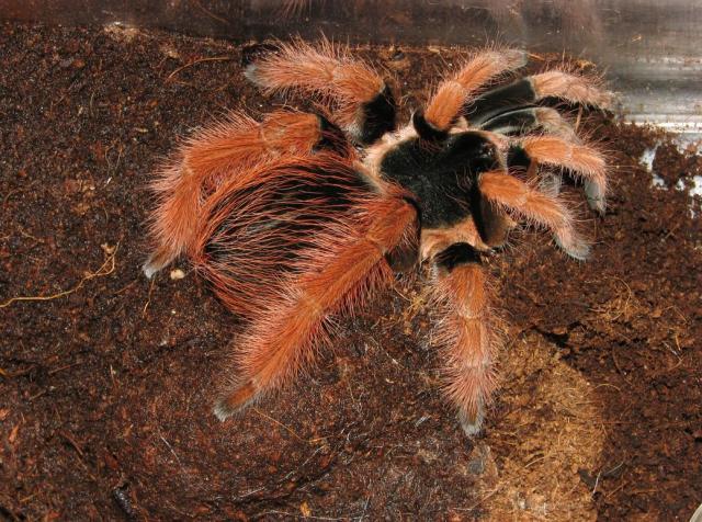 Megaphobema robustum