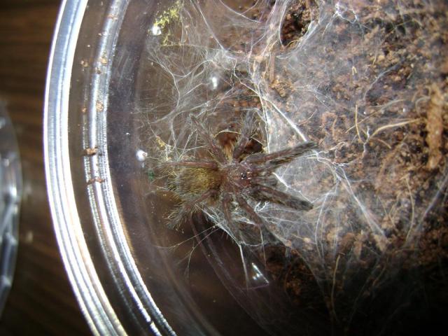 Pterinochilus murinus L3