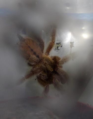 P. cambridgei