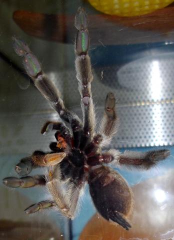 P. cambridgei