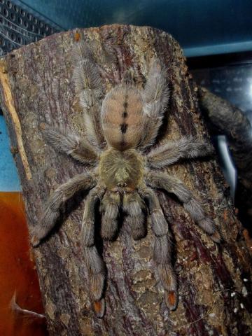 P. cambridgei