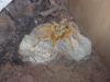 murinus_t1_1.jpg