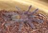 murinus_t1_1_2_3.jpg