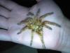 murinus_t1_1_2_3_4.jpg
