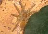 murinus_t1_1_2_3_4_5_6_7_8.jpg