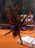 murinus_t1_1_2_3_4_5_6_7_8_9.jpg