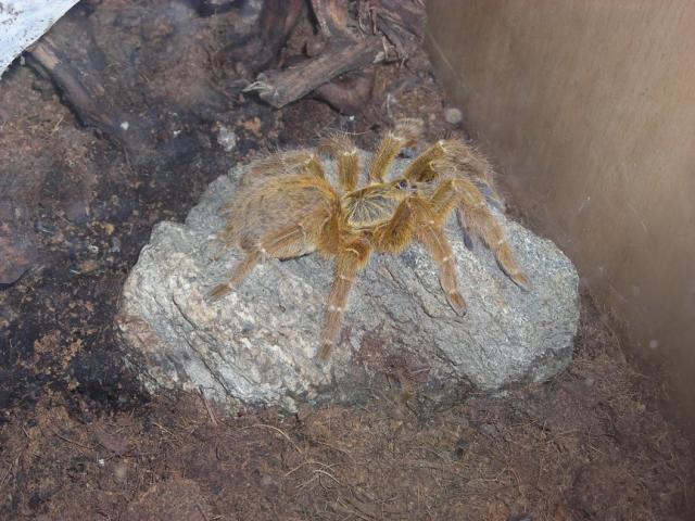 p.murinus