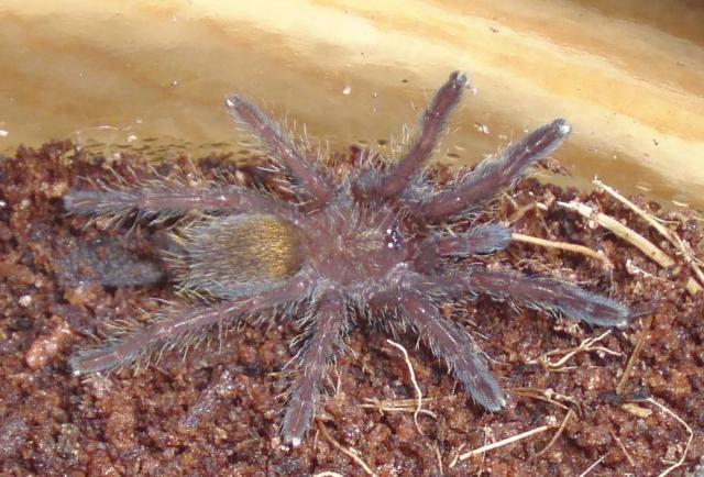 Pterinochilus murinus