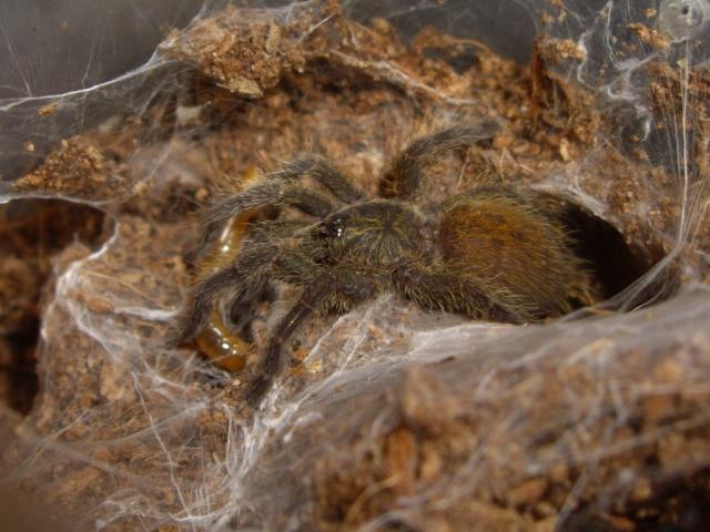 P.Murinus