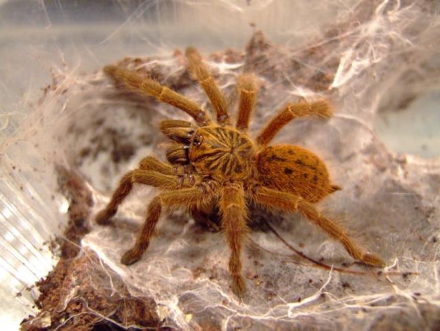 P.murinus
