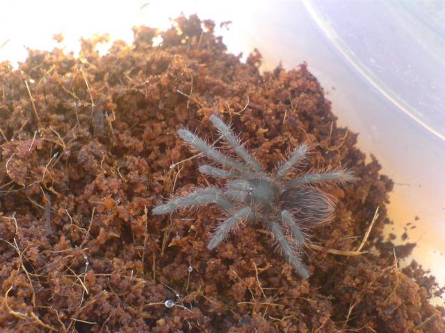 Nhandu carapoensis