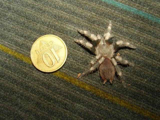 N. Chromatus