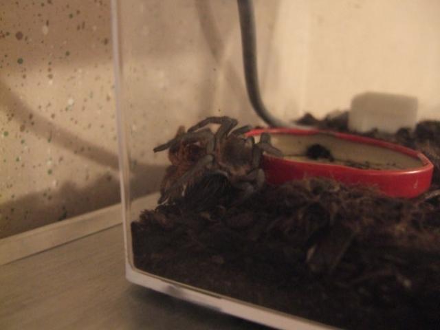 Albopilosum neriasi