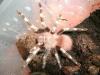 nhandu_chromatus1_t1.jpg