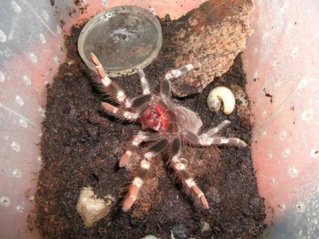 Nhandu chromatus