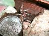 nhandu_chromatus_t1.jpg