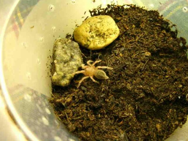Chromatus