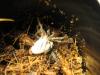 nyra_t1.jpg