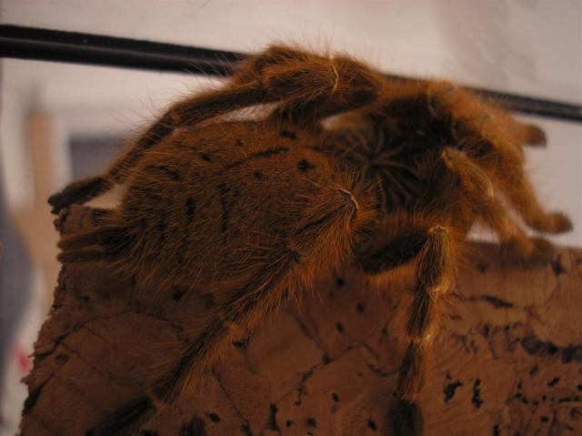 Pterinochilus Murinus