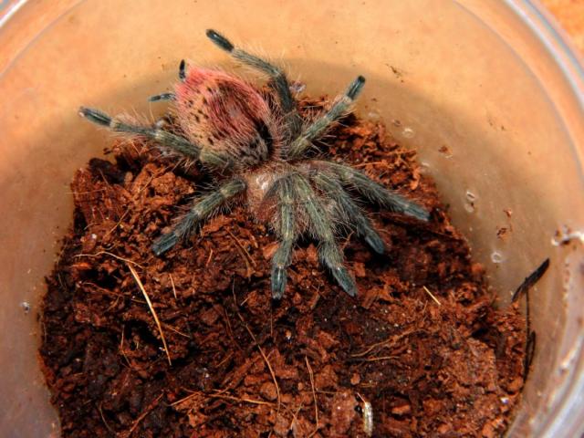 T.Ockerti
