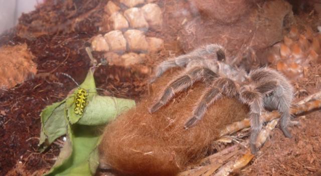 G.Rosea + usuotis