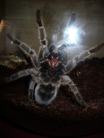gr.rosea