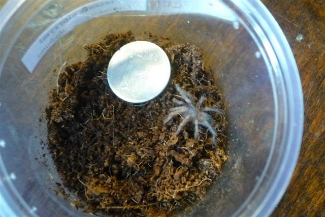 L. parahybana